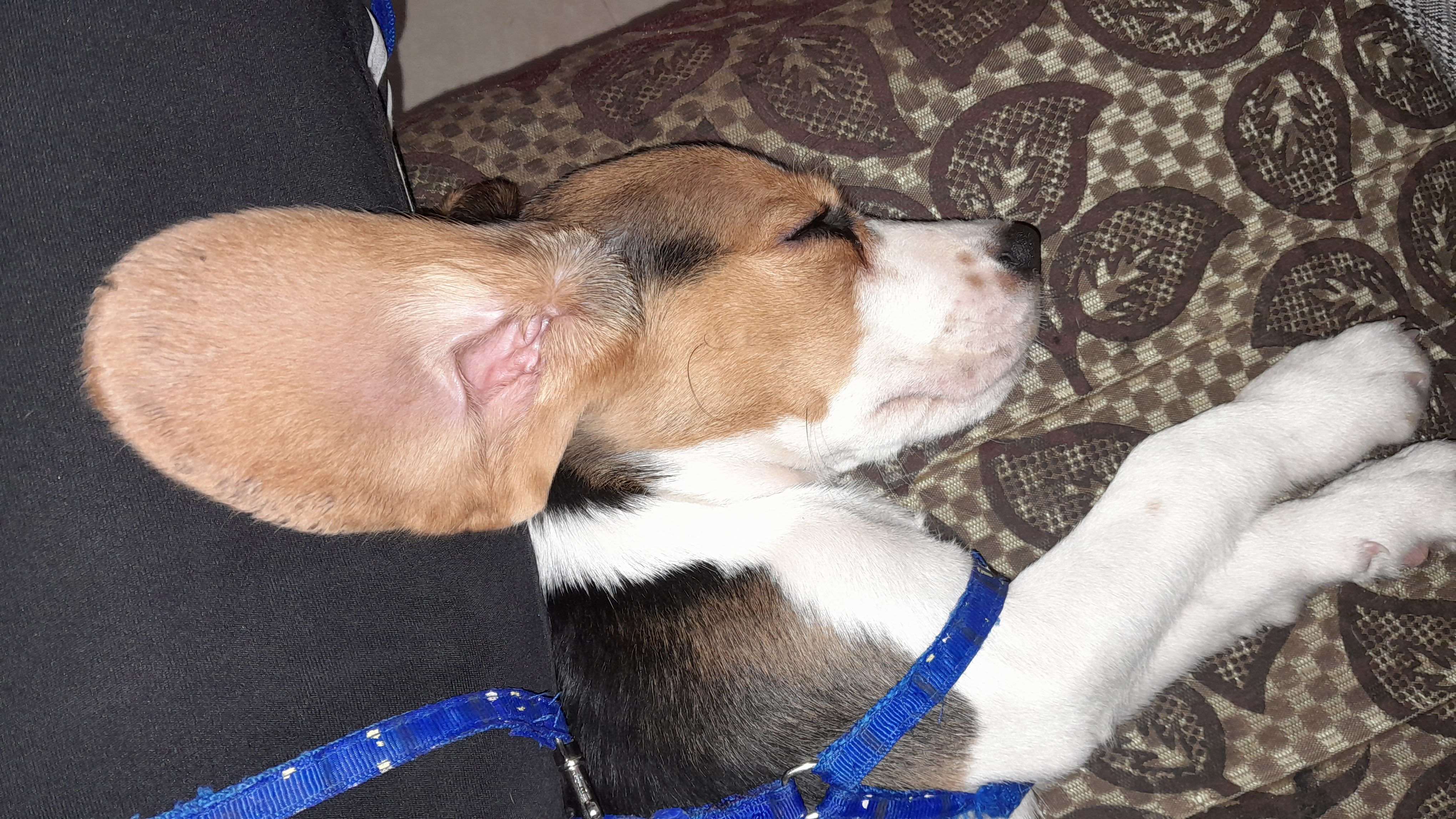 Dodo’s Little Paws & Morning Snuggles