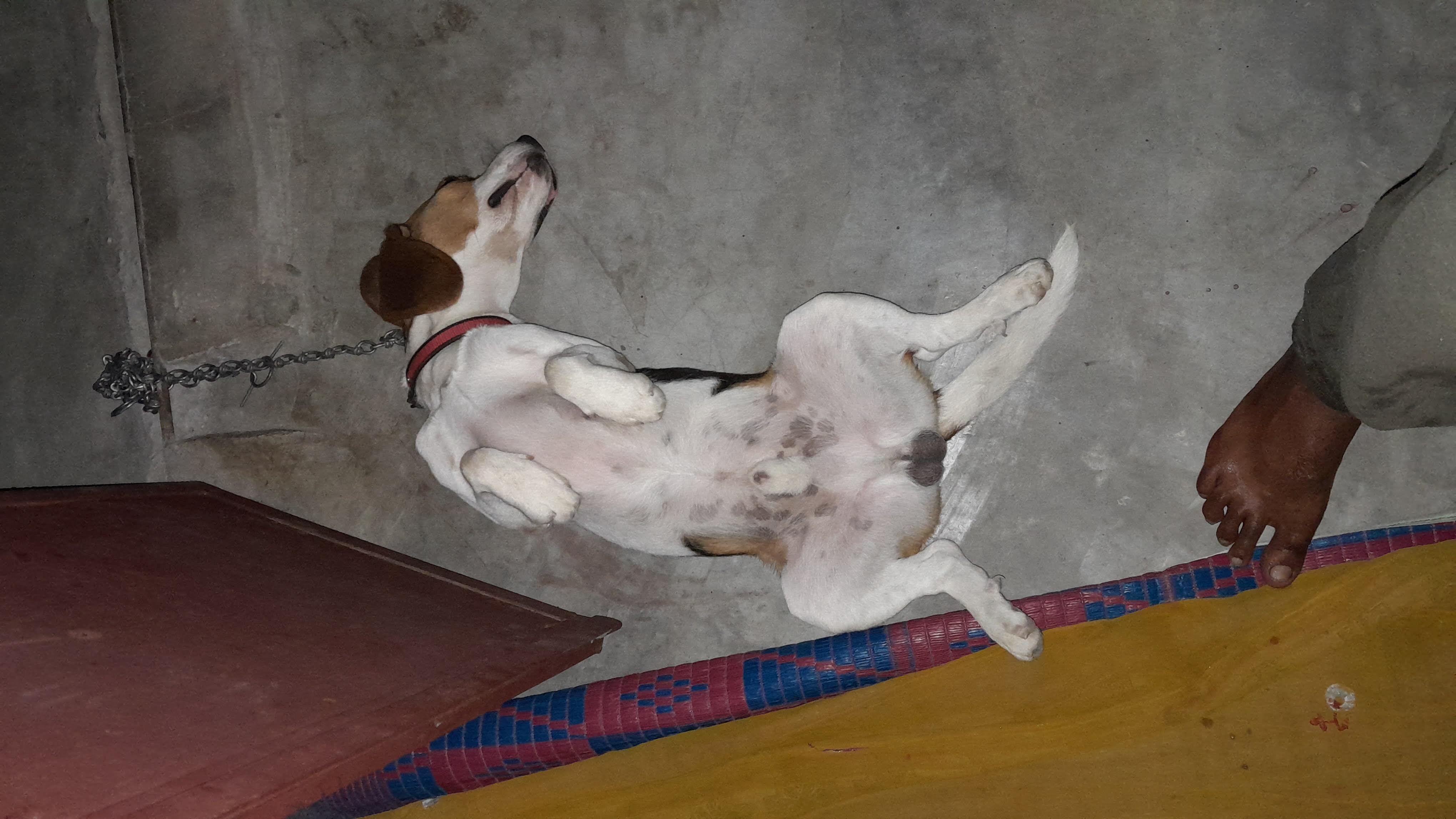 Playful Afternoon with Ball
