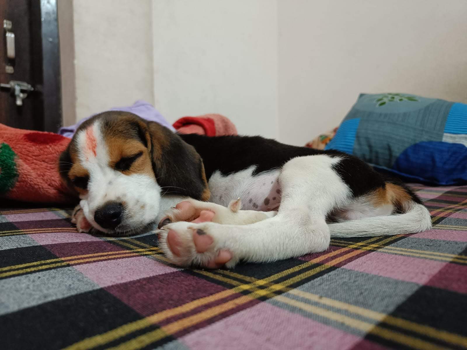 Baby Fluff in Soft Blanket