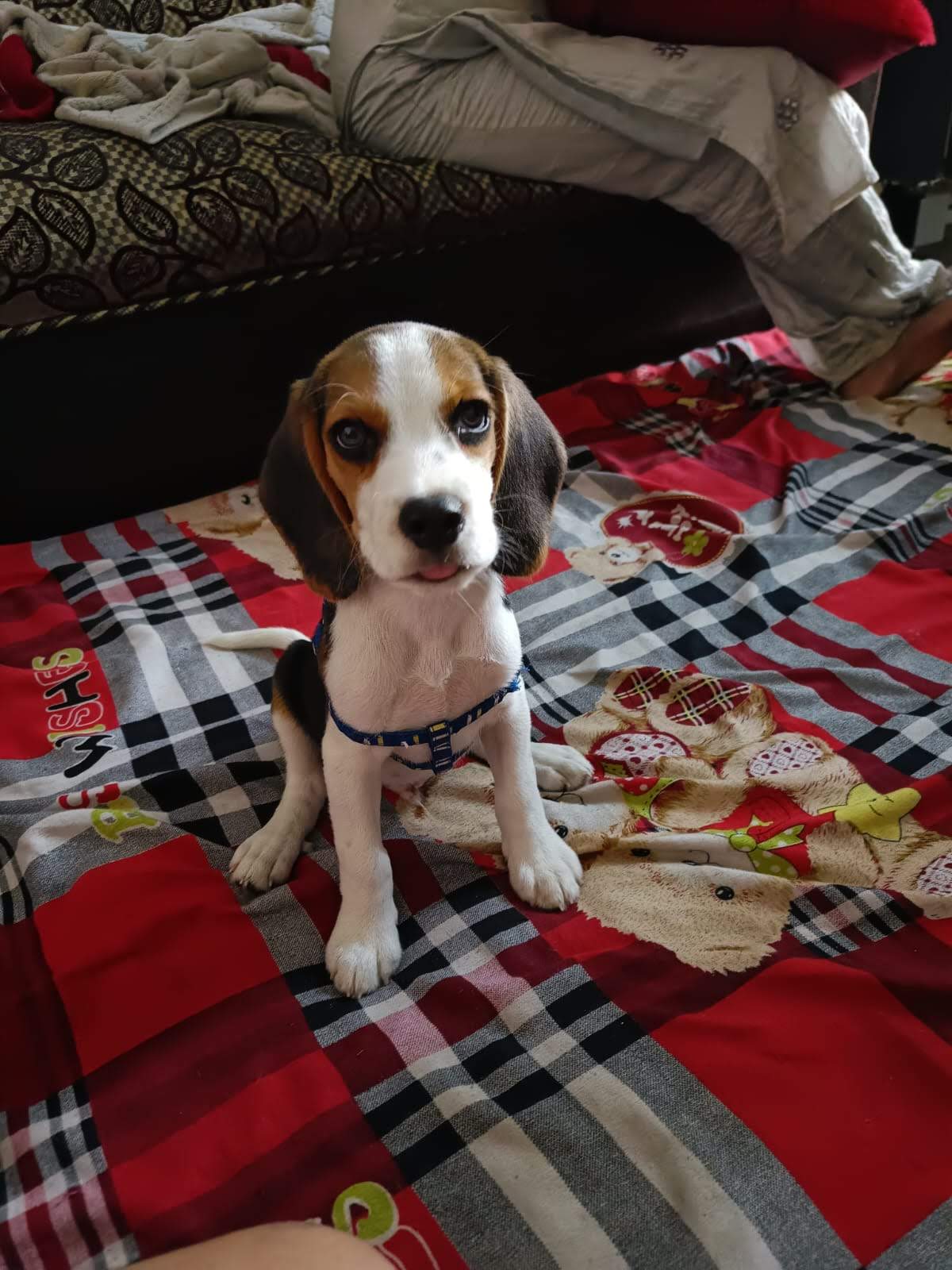 Curious Sniff on the Floor